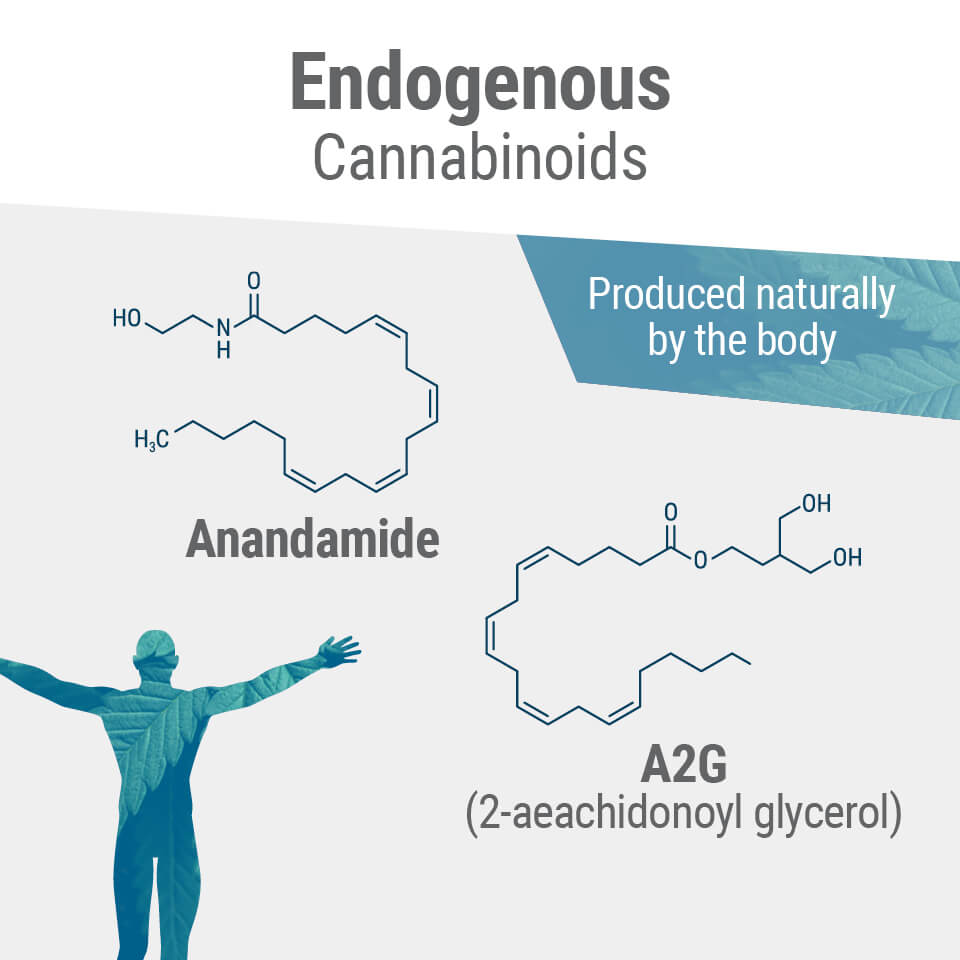 De två primära endocannabinoiderna i kroppen är anandamid och 2-AG.