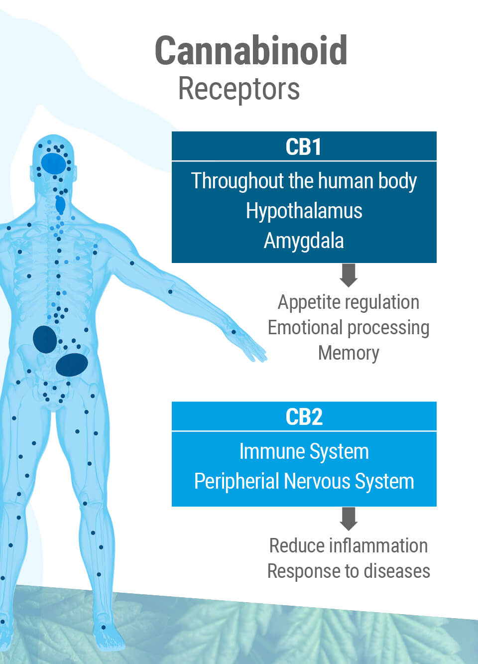 Det endocannabinoida systemet har två huvud-receptorer: CB1 och CB2