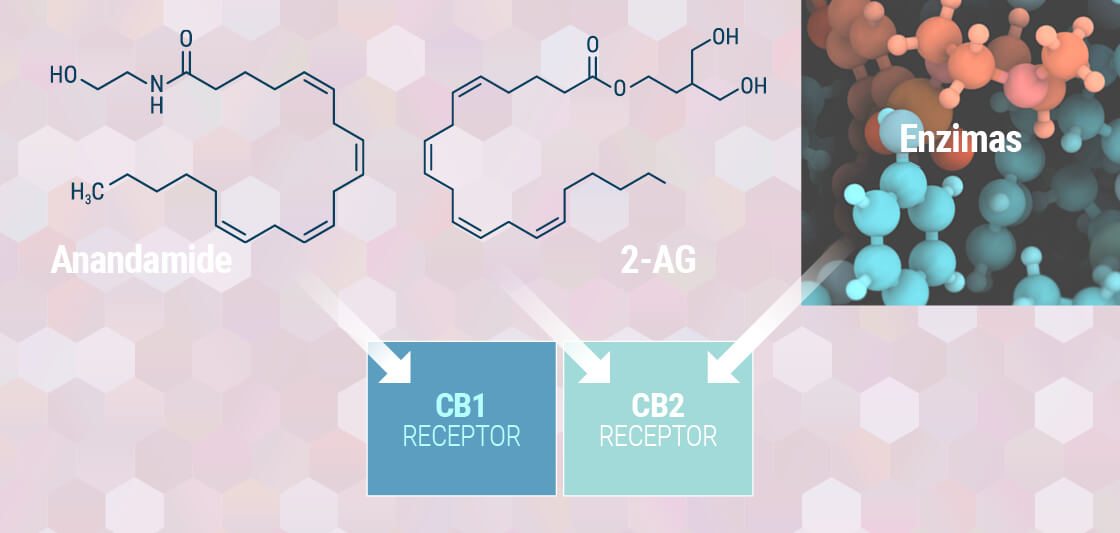 Förstå Ditt Endocannabinoid System