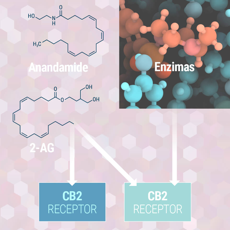 Förstå Ditt Endocannabinoid System