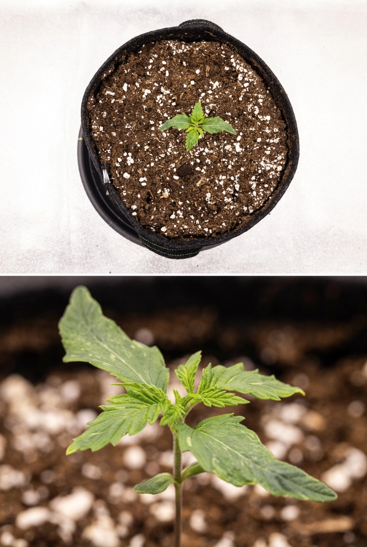 Royal Creamatic grow report: vecka 1, fröplantans tillväxt Royal Creamatic-cannabisfröplanta i vecka 1, med tidig tillväxt, gröna blad, lätt bladförvrängning och perlit-rik jord.