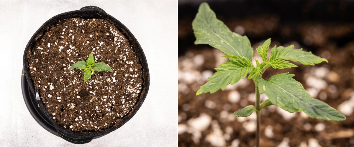 Royal Creamatic grow report: vecka 1, fröplantans tillväxt Royal Creamatic-cannabisfröplanta i vecka 1, med tidig tillväxt, gröna blad, lätt bladförvrängning och perlit-rik jord.