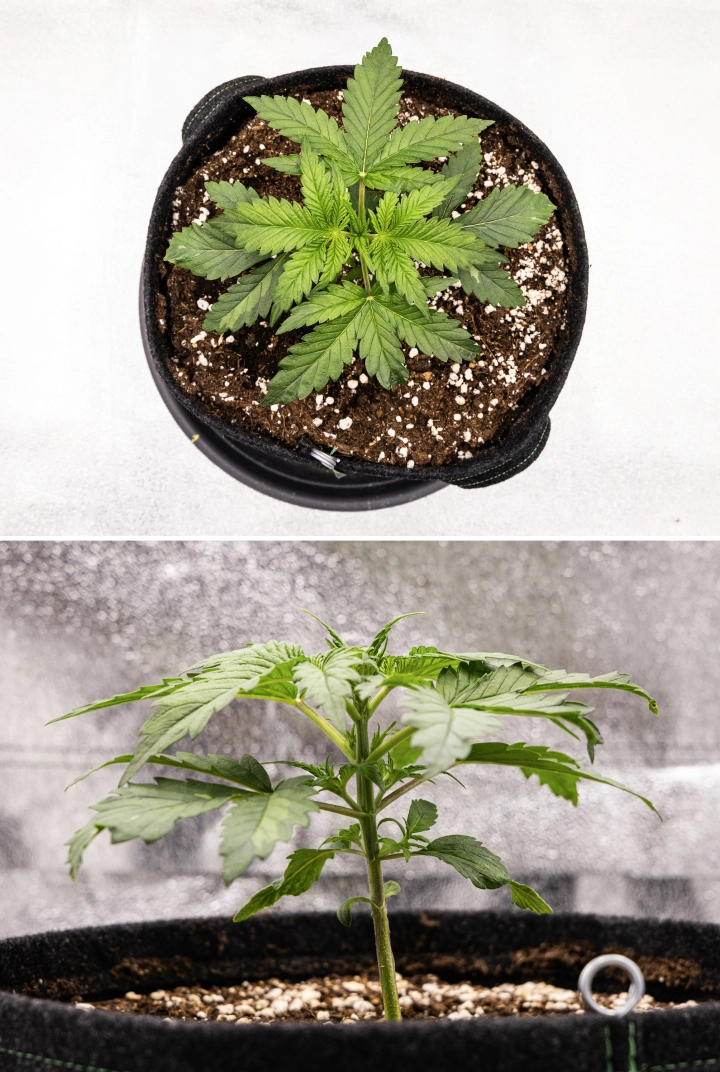 Royal Creamatic grow report: vecka 2, vegetativ tillväxt Royal Creamatic-cannabisplanta i vecka 2, med kompakt vegetativ tillväxt, friska gröna blad, korta internoder och perlit-rik jord.