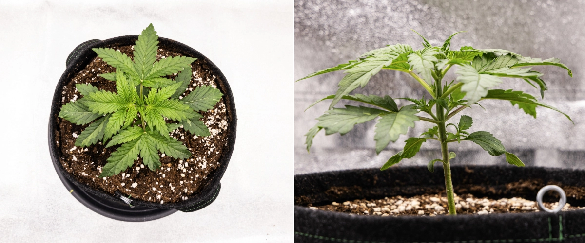 Royal Creamatic grow report: vecka 2, vegetativ tillväxt Royal Creamatic-cannabisplanta i vecka 2, med kompakt vegetativ tillväxt, friska gröna blad, korta internoder och perlit-rik jord.