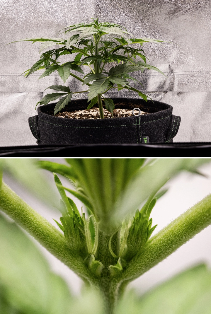 Royal Creamatic grow report: vecka 3, tillväxt i förblomning Royal Creamatic-cannabisplanta i vecka 3, med kompakt tillväxt, friskt bladverk, synliga förblommor och en stark ung stjälk.