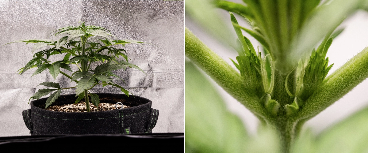 Royal Creamatic grow report: vecka 3, tillväxt i förblomning Royal Creamatic-cannabisplanta i vecka 3, med kompakt tillväxt, friskt bladverk, synliga förblommor och en stark ung stjälk.
