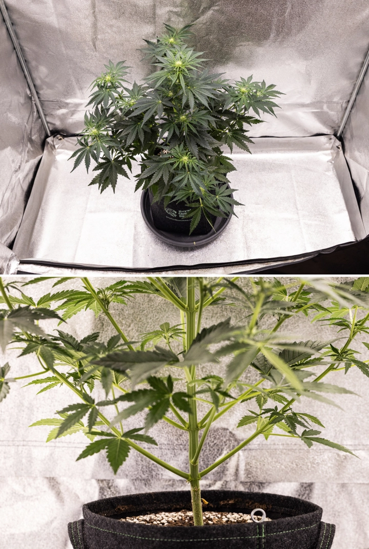 Royal Creamatic grow report: vecka 5, blomutveckling Royal Creamatic-cannabisplanta i vecka 5, med buds under utveckling, friskt grönt bladverk, starka grenar och en balanserad blomningsstruktur.