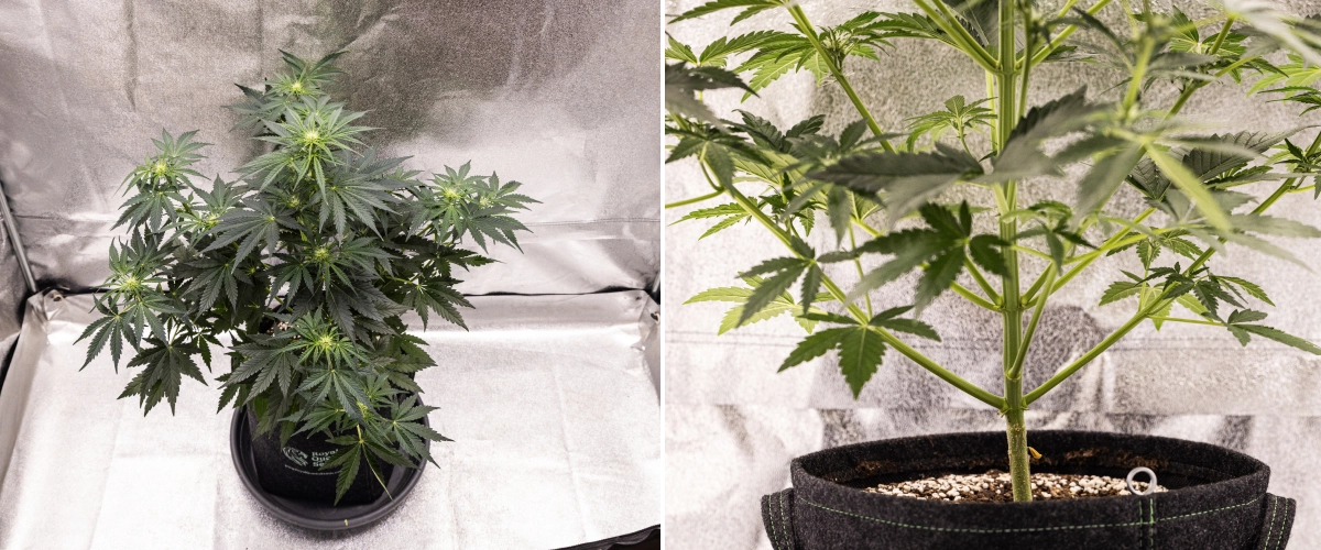 Royal Creamatic grow report: vecka 5, blomutveckling Royal Creamatic-cannabisplanta i vecka 5, med buds under utveckling, friskt grönt bladverk, starka grenar och en balanserad blomningsstruktur.