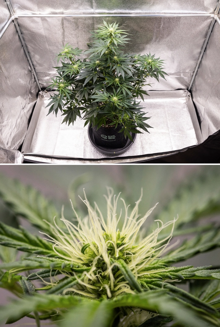 Royal Creamatic grow report: vecka 6, hartsproduktion Royal Creamatic-cannabisplanta i vecka 6, med hartsrika buds, vita pistiller, friskt bladverk och en tydlig huvudcola.