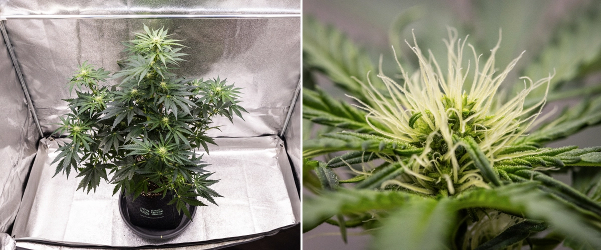 Royal Creamatic grow report: vecka 6, hartsproduktion Royal Creamatic-cannabisplanta i vecka 6, med hartsrika buds, vita pistiller, friskt bladverk och en tydlig huvudcola.