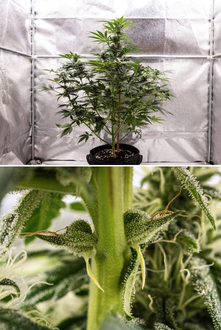 Royal Creamatic grow report: vecka 7, kraftig trikomproduktion Royal Creamatic-cannabisplanta i vecka 7, med frostiga buds, kraftig trikom-täckning, vita pistiller och friskt grönt bladverk.