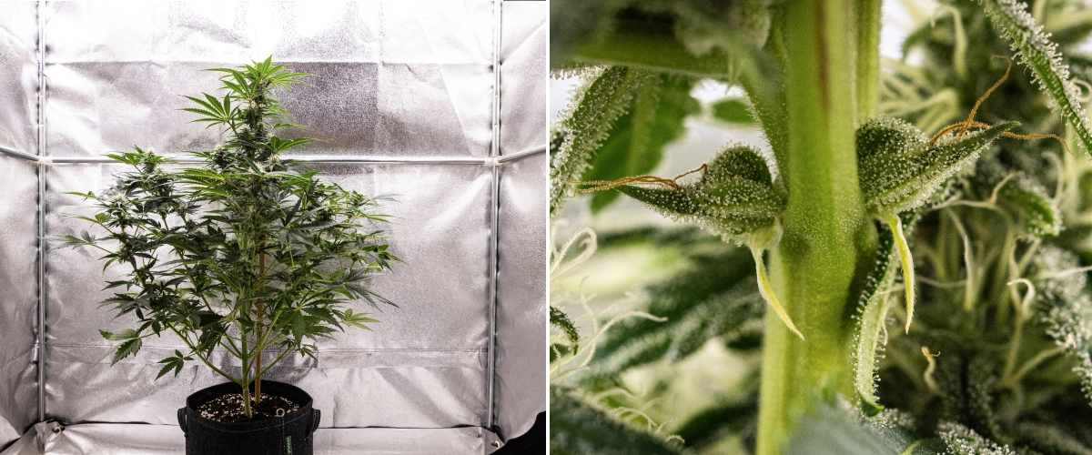 Royal Creamatic grow report: vecka 7, kraftig trikomproduktion Royal Creamatic-cannabisplanta i vecka 7, med frostiga buds, kraftig trikom-täckning, vita pistiller och friskt grönt bladverk.