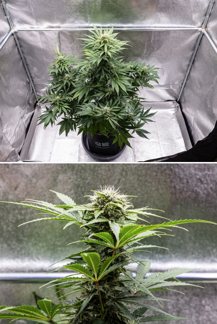Royal Creamatic grow report: vecka 8, täta klibbiga buds Royal Creamatic-cannabisplanta i vecka 8, med täta klibbiga buds, frostiga trikomer, vita pistiller och friska gröna blad.