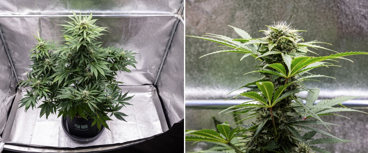 Royal Creamatic grow report: vecka 8, täta klibbiga buds Royal Creamatic-cannabisplanta i vecka 8, med täta klibbiga buds, frostiga trikomer, vita pistiller och friska gröna blad.
