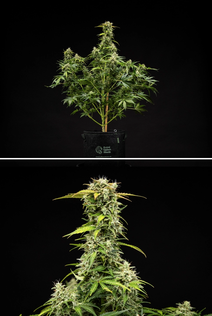 Royal Creamatic grow report: vecka 9, skördeklara buds Royal Creamatic-cannabisplanta i vecka 9, med skördeklara buds, frostiga trikomer, vita pistiller och en stark huvudcola.