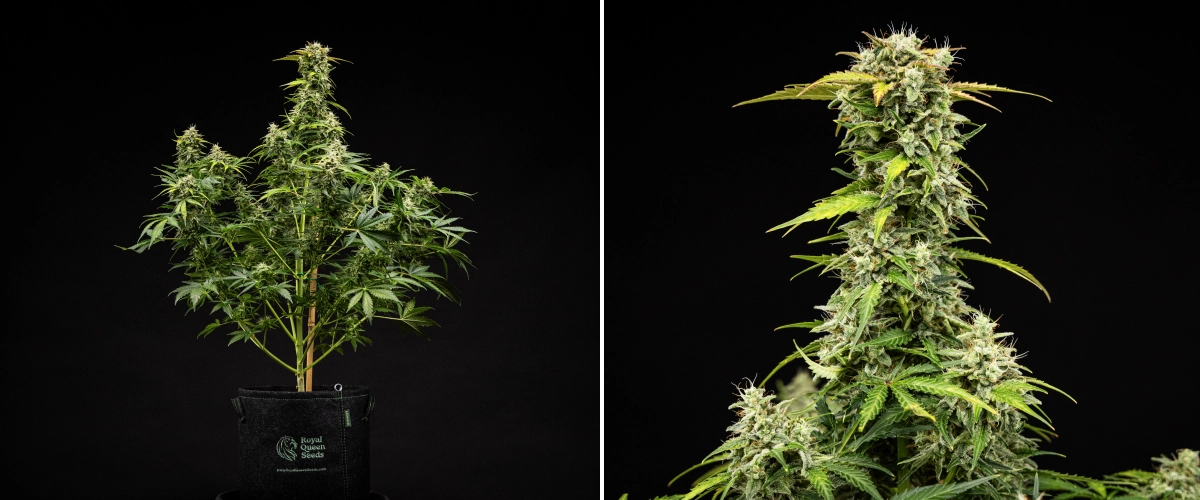 Royal Creamatic grow report: vecka 9, skördeklara buds Royal Creamatic-cannabisplanta i vecka 9, med skördeklara buds, frostiga trikomer, vita pistiller och en stark huvudcola.