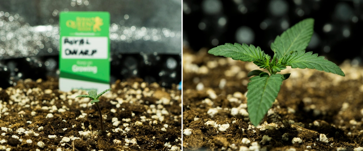 Royal Dwarf-cannabisfröplantor i vecka 1, med tidig tillväxt, gröna blad, perlit-rik jord och en Royal Queen Seeds-förpackning.