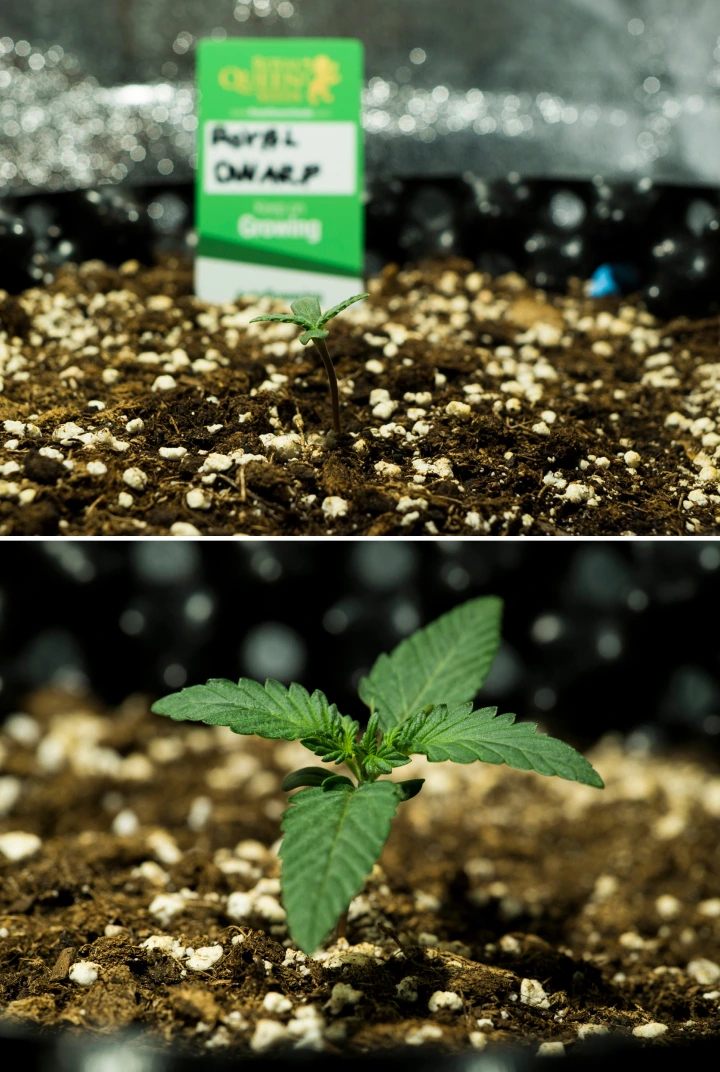 Royal Dwarf-cannabisfröplantor i vecka 1, med tidig tillväxt, gröna blad, perlit-rik jord och en Royal Queen Seeds-förpackning.