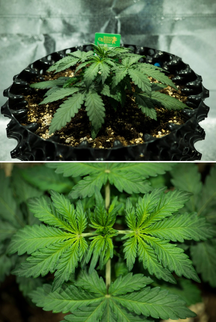 Royal Dwarf-cannabisplanta i vecka 2, med kompakt vegetativ tillväxt, friska gröna blad, korta internoder och perlit-rik jord.