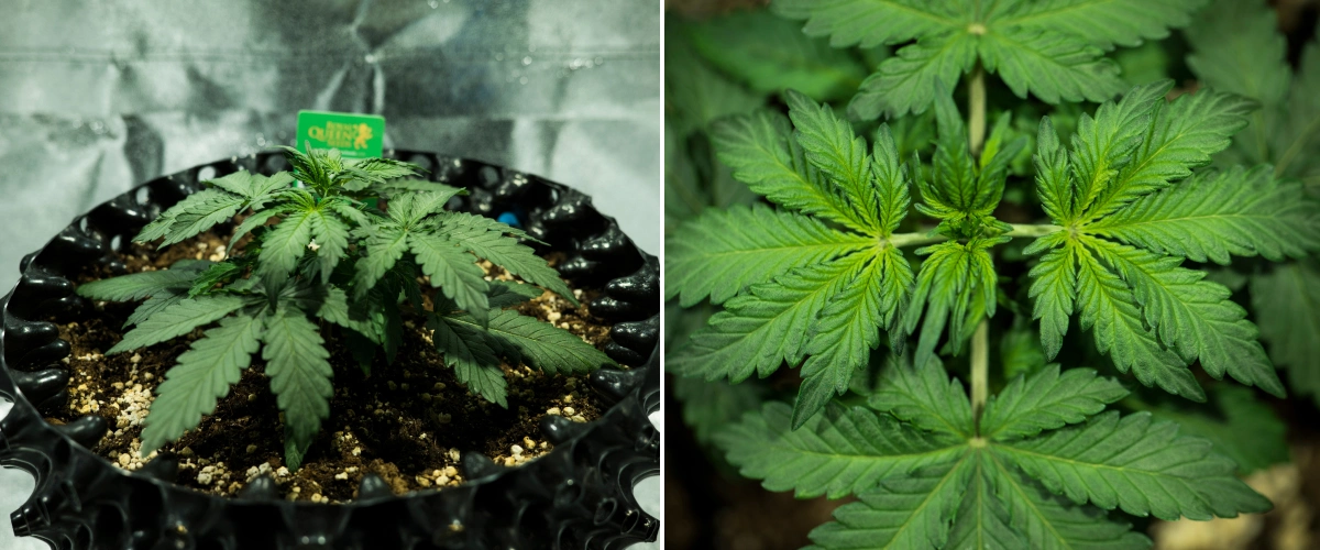 Royal Dwarf-cannabisplanta i vecka 2, med kompakt vegetativ tillväxt, friska gröna blad, korta internoder och perlit-rik jord.
