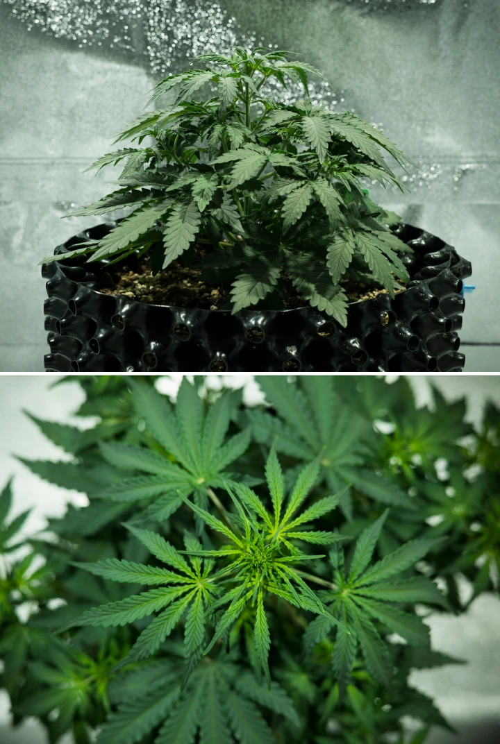 Royal Dwarf-cannabisplanta i vecka 3, med kompakt bladig tillväxt, tidiga blomningssignaler, friskt grönt bladverk och en AirPot-kruka.