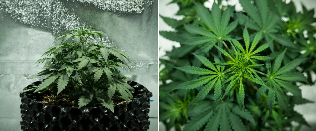 Royal Dwarf-cannabisplanta i vecka 3, med kompakt bladig tillväxt, tidiga blomningssignaler, friskt grönt bladverk och en AirPot-kruka.