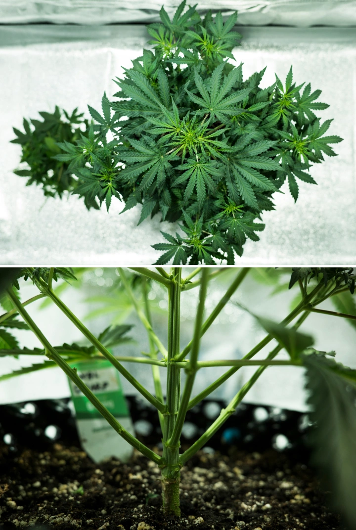 Royal Dwarf-cannabisplanta i vecka 4, med tidig blomning, friskt grönt bladverk, stark grenstruktur och en stadig huvudstam.