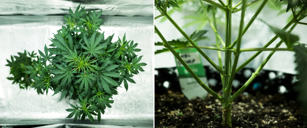 Royal Dwarf-cannabisplanta i vecka 4, med tidig blomning, friskt grönt bladverk, stark grenstruktur och en stadig huvudstam.