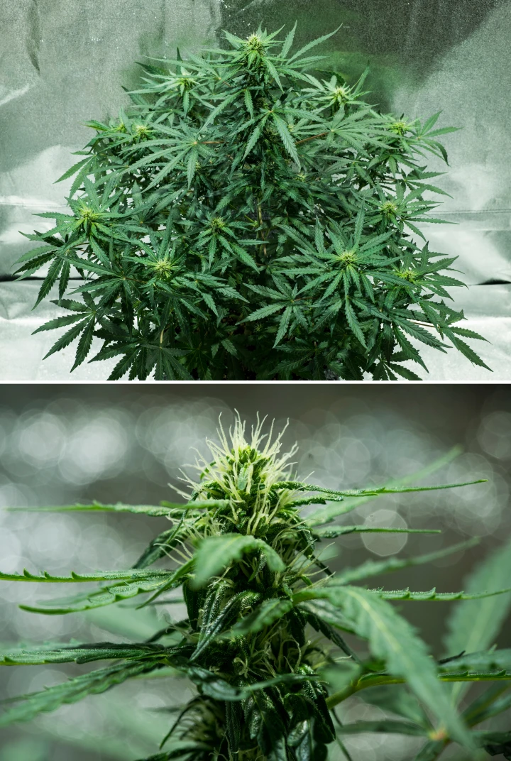 Royal Dwarf-cannabisplanta i vecka 5, med blommor under utveckling, vita pistiller, friskt grönt bladverk och en kompakt blomningsstruktur.