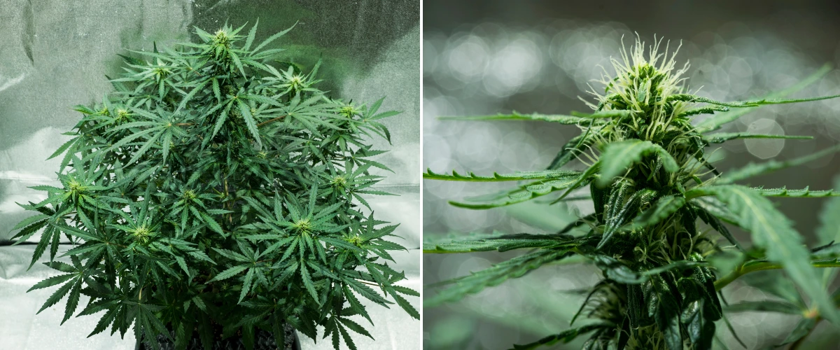 Royal Dwarf-cannabisplanta i vecka 5, med blommor under utveckling, vita pistiller, friskt grönt bladverk och en kompakt blomningsstruktur.