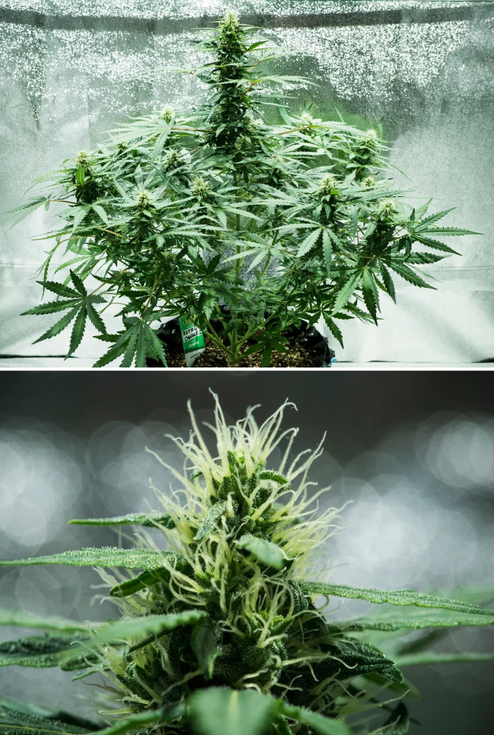 Royal Dwarf-cannabisplanta i vecka 6, med hartsrika blommor, vita pistiller, friskt bladverk och en hög huvudcola.
