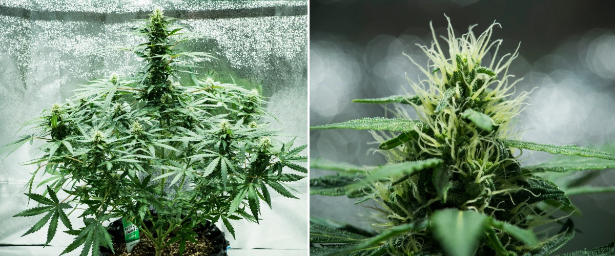 Royal Dwarf-cannabisplanta i vecka 6, med hartsrika blommor, vita pistiller, friskt bladverk och en hög huvudcola.
