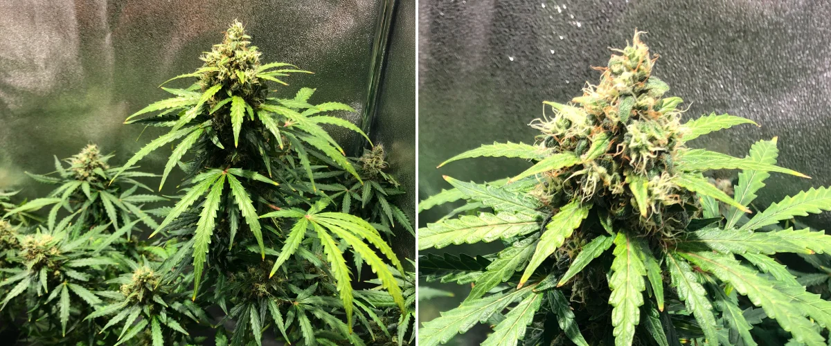 Royal Dwarf-cannabisplanta i vecka 8, med blommor i sen blomning, orange pistiller, hartsrika blommor och friskt grönt bladverk.