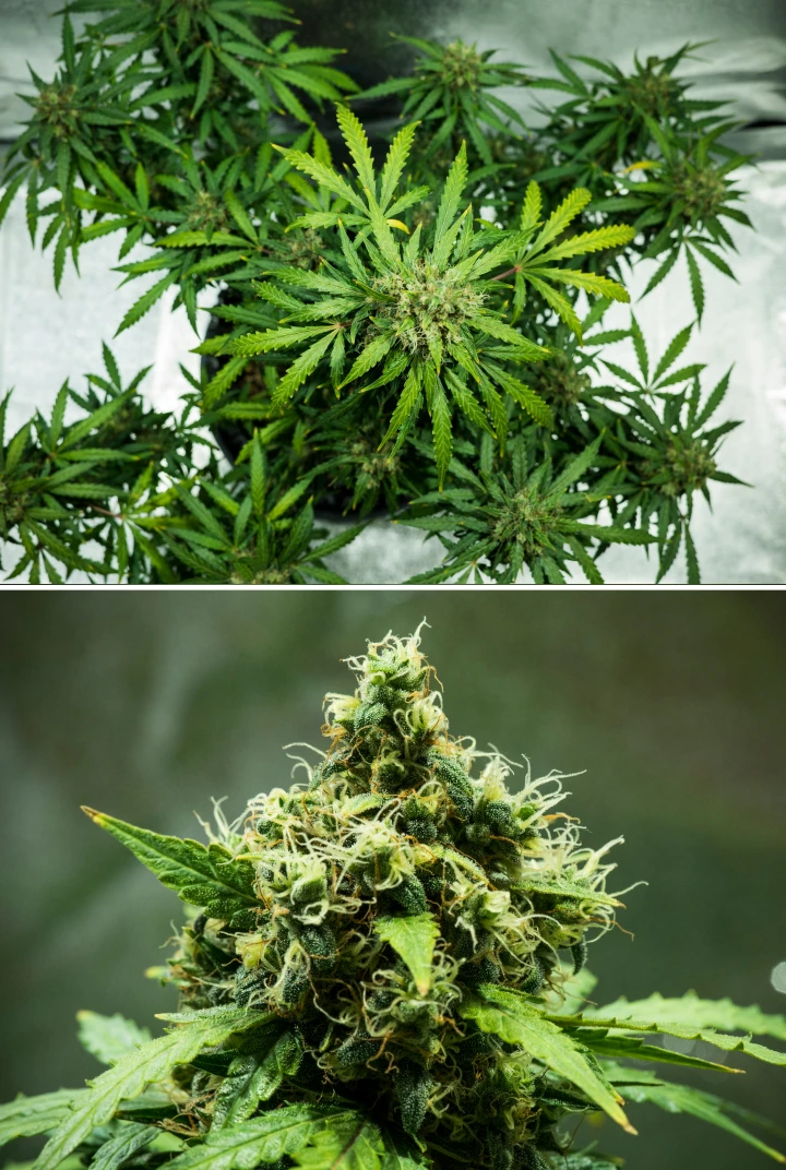 Royal Dwarf-cannabisplanta i vecka 9, med skördeklara blommor, täta hartsrika blommor, orange pistiller och friskt grönt bladverk.