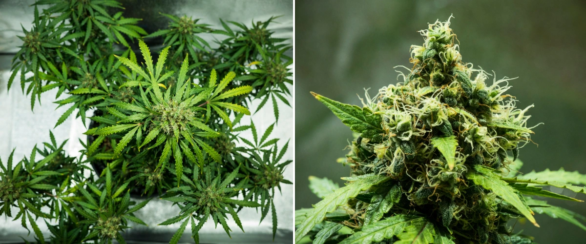 Royal Dwarf-cannabisplanta i vecka 9, med skördeklara blommor, täta hartsrika blommor, orange pistiller och friskt grönt bladverk.