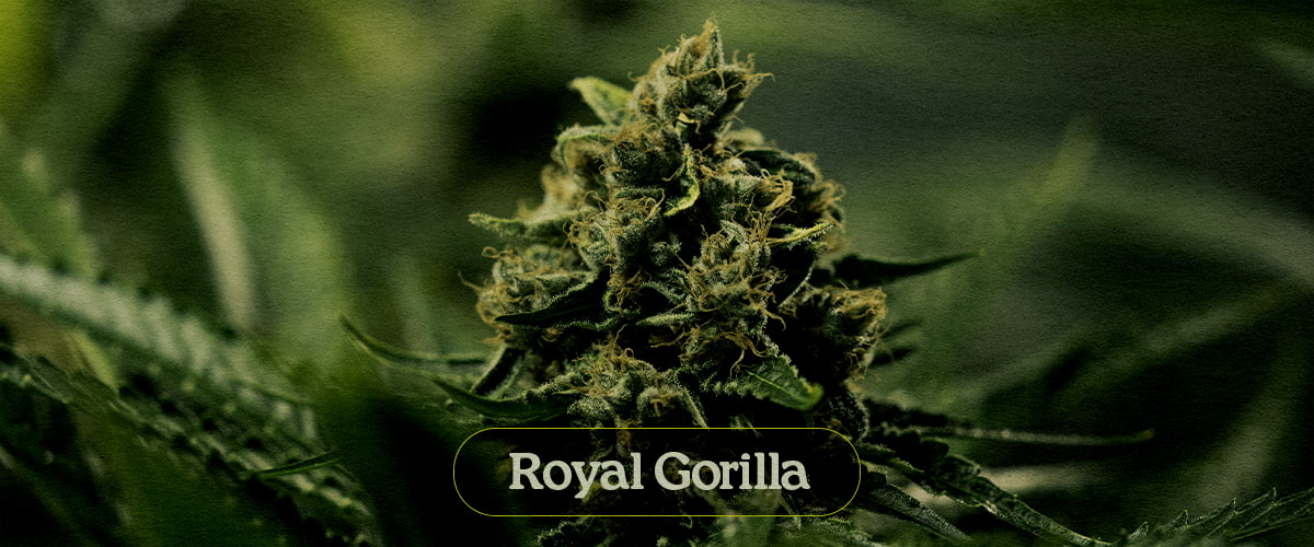Royal Gorilla Royal Gorilla