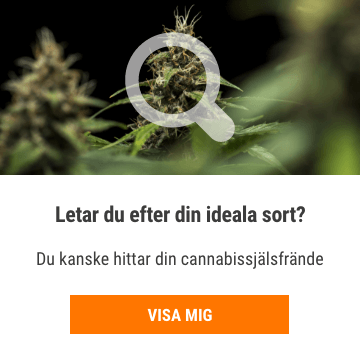 Cannabis Seedfinder