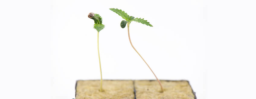 Bemästra cannabis fröplanta-stadie i tre enkla steg