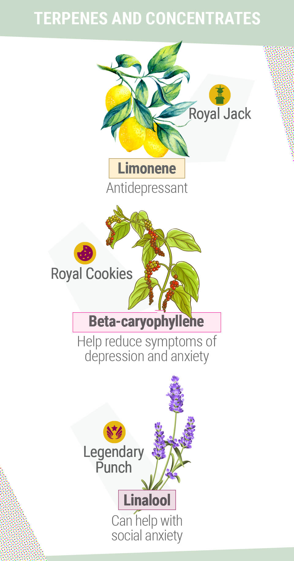 TERPENER OCH KONCENTRAT