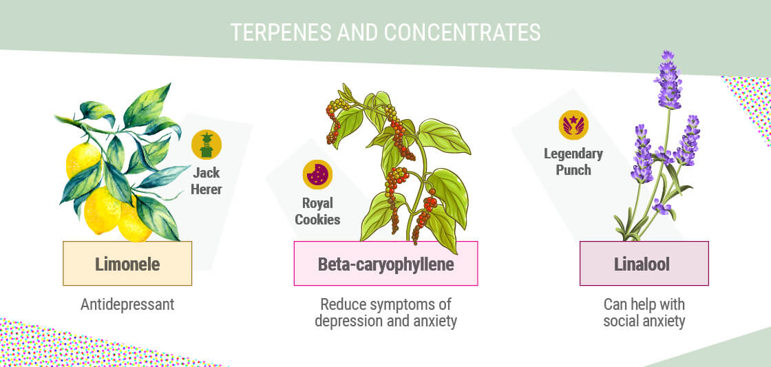 TERPENER OCH KONCENTRAT