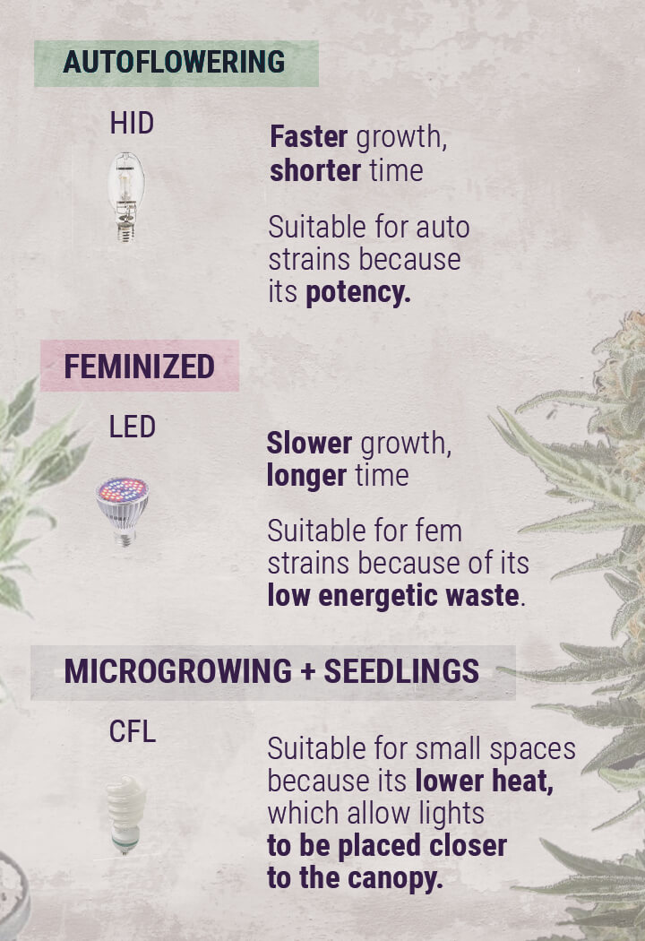 Tips för odling av cannabis: Hur man sätter upp inomhusodlingslampor