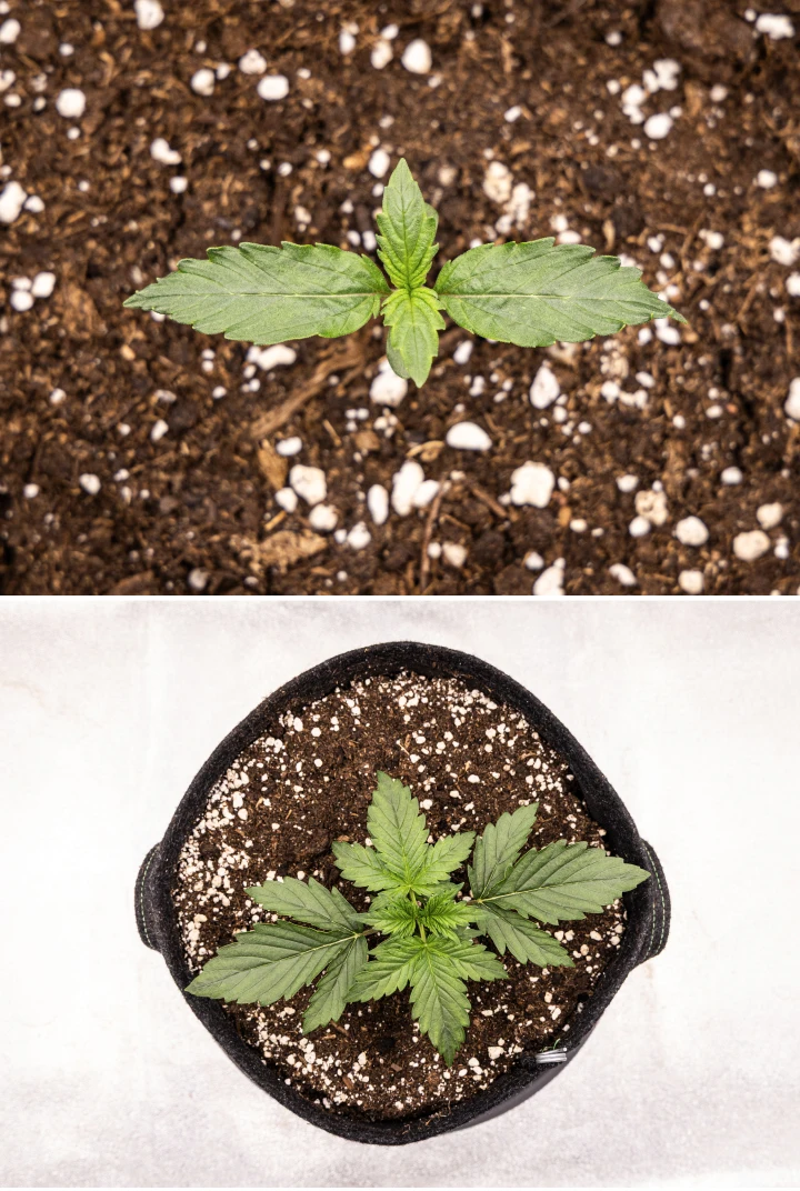 Wedding Cake Auto grow report: vecka 1, plantstadiet Wedding Cake Auto cannabisplanta växer i jord under vecka 1 av grow reporten, med tidig bladutveckling, frisk grön tillväxt, perlitriikt substrat och en tygkruka.