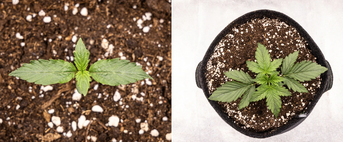 Wedding Cake Auto grow report: vecka 1, plantstadiet Wedding Cake Auto cannabisplanta växer i jord under vecka 1 av grow reporten, med tidig bladutveckling, frisk grön tillväxt, perlitriikt substrat och en tygkruka.