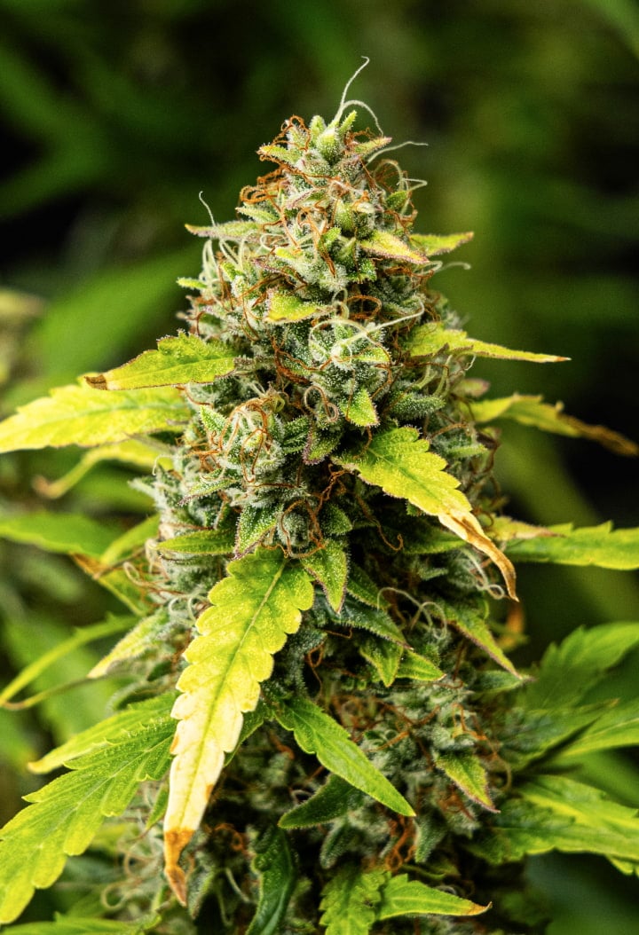 Närbild av Wedding Cake Auto cannabisbuds under vecka 10 av grow reporten, med täta hartsrika blommor, orange pistiller, frostiga trikomer och bleknande blad i sen blomning.