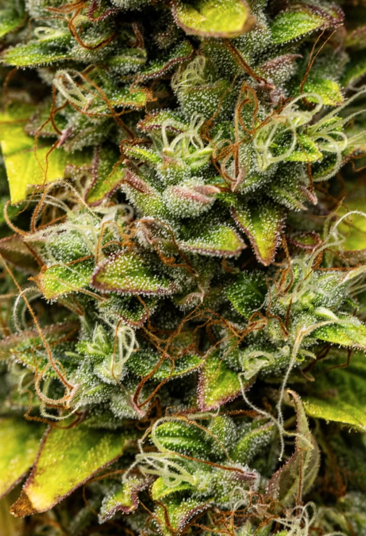 Wedding Cake Auto grow report: vecka 12, skördeklara buds Närbild av Wedding Cake Auto cannabisbuds under vecka 12 av grow reporten, med skördeklara hartsrika blommor, tät trikomtäckning, orange pistiller och bleknande blad i sen blomning.