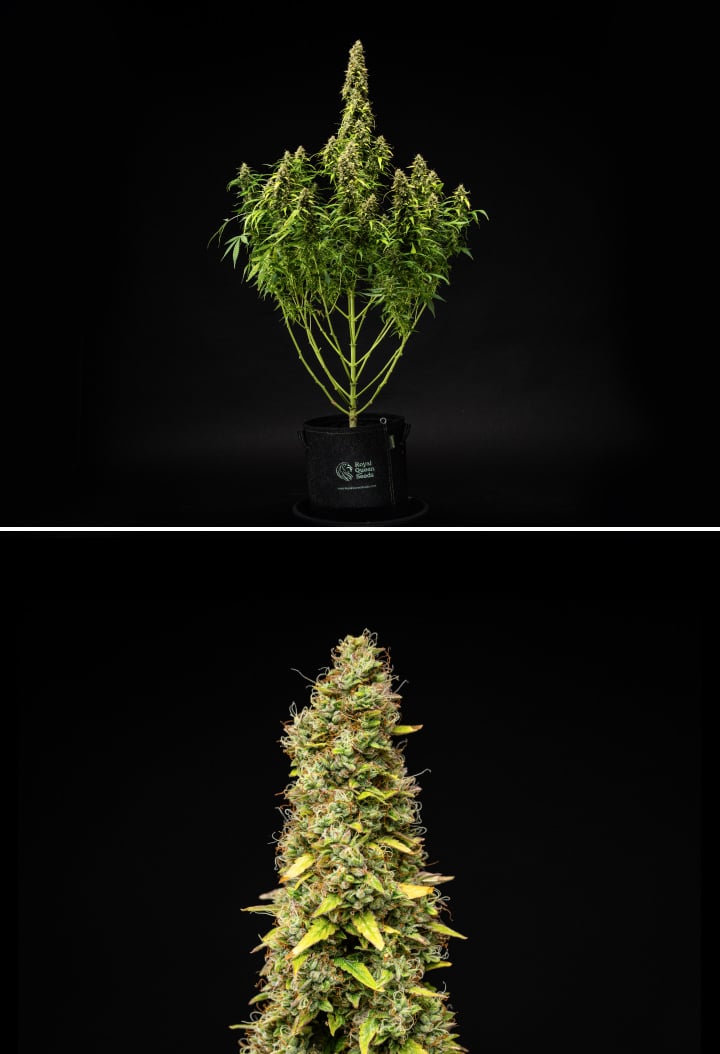 Wedding Cake Auto grow report: vecka 11, slutlig mognad Wedding Cake Auto cannabisplanta under vecka 11 av grow reporten, med en hög mogen struktur, täta hartsrika buds, orange pistiller, bleknande blad och slutlig mognad mot en svart bakgrund.