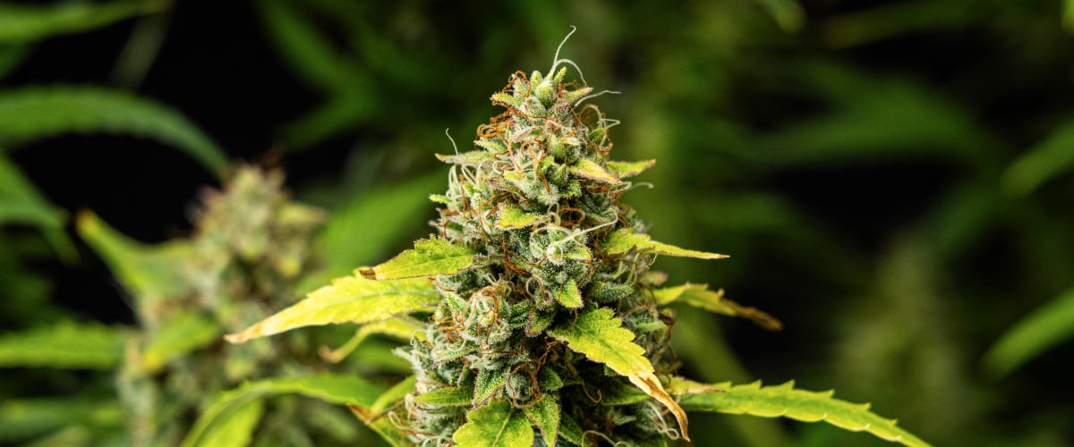 Wedding Cake Auto grow report: vecka 10, harts och densitet Närbild av Wedding Cake Auto cannabisbuds under vecka 10 av grow reporten, med täta hartsrika blommor, orange pistiller, frostiga trikomer och bleknande blad i sen blomning.