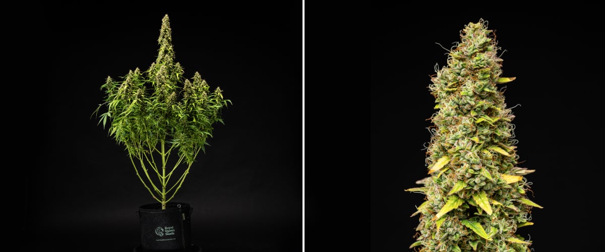 Wedding Cake Auto grow report: vecka 11, slutlig mognad Wedding Cake Auto cannabisplanta under vecka 11 av grow reporten, med en hög mogen struktur, täta hartsrika buds, orange pistiller, bleknande blad och slutlig mognad mot en svart bakgrund.
