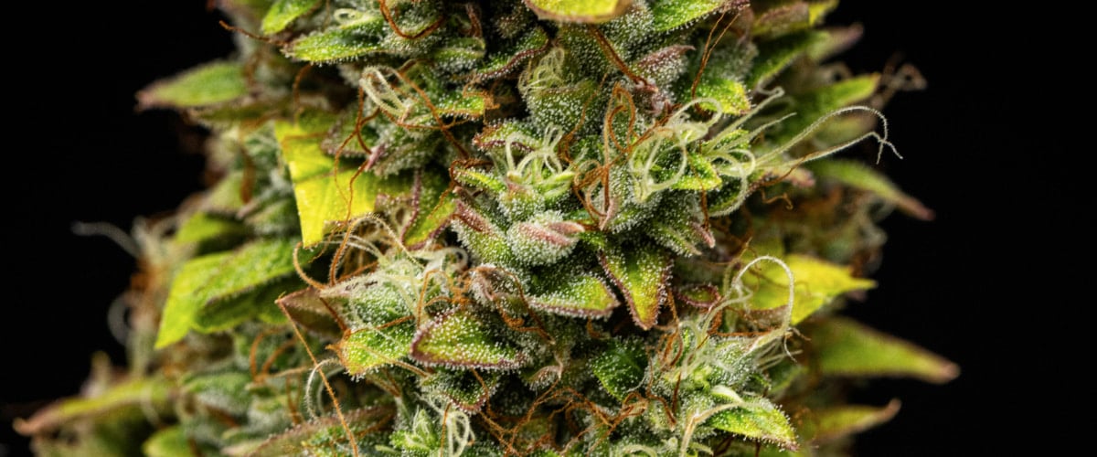 Wedding Cake Auto grow report: vecka 12, skördeklara buds Närbild av Wedding Cake Auto cannabisbuds under vecka 12 av grow reporten, med skördeklara hartsrika blommor, tät trikomtäckning, orange pistiller och bleknande blad i sen blomning.