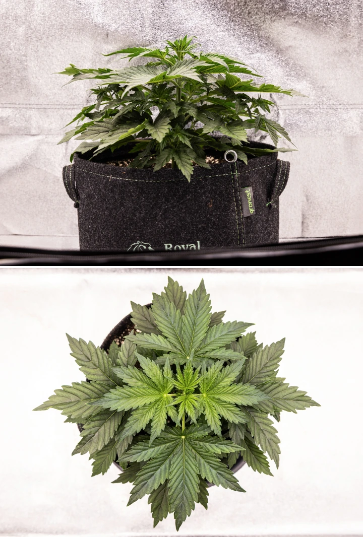 Wedding Cake Auto grow report: vecka 4, tidig blomning Wedding Cake Auto cannabisplanta växer i en tygkruka under vecka 4 av grow reporten, med tidiga tecken på blomning, stark vertikal tillväxt, friskt bladverk och vita pistiller vid stjälkens noder.